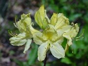 kollane Lill Asalead, Pinxterbloom (Rhododendron) foto