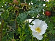 Роза морщинистая (Роза ругоза) Роза морщинистая или р. ругоза - Rosa rugosa