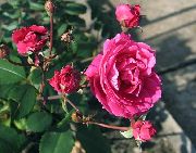 rožnat Cvet Rose  fotografija