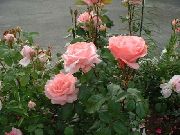 粉红色 花 玉兰玫瑰 (Rose grandiflora) 照片