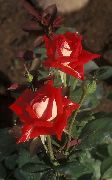 punane Lill Grandiflora Tõusis (Rose grandiflora) foto