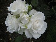 hvid Blomst Grandiflora Steg (Rose grandiflora) foto