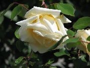 Роза плетистая Climbing Roses Ramblers  'Lady Hillingdon 