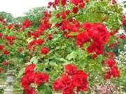 czerwony Kwiat Róża Okrywowa (Rose-Ground-Cover) zdjęcie