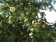 бео Цвет Рован, Моунтаин Асх (Sorbus aucuparia) фотографија
