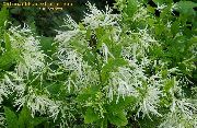 bílá Květina Fringe Strom, Starého Muže Vousy, Grancy Graybeard (Chionanthus) fotografie