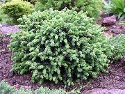 Eль сизая, или белая, или канадская  Picea glauca