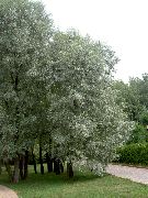 ezüstös Növény Fűz (Salix) fénykép