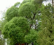 светла зялёны Расліна Вярба (Salix) фота