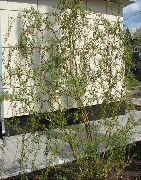 зялёны Расліна Вярба (Salix) фота
