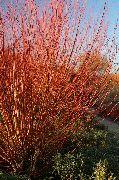 burgundietis Augs Vītols (Salix) foto