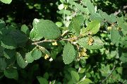zelená Rastlina Hedge Skalník, Európsky Skalník (Cotoneaster) fotografie