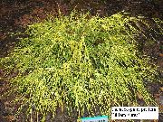 amarelo Planta Sawara Cipreste, Sawara Falso Cipreste, Avenida Cipreste, Azul Cipreste Musgo (Chamaecyparis pisifera) foto