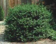 dunkel-grün Pflanze Stechpalme, Schwarzerle, Amerikanische Holly (Ilex) foto