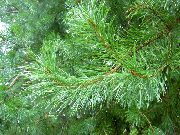 zaļš Augs Priede (Pinus) foto