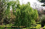zielony Roślina Katsura Drzewo (Cercidiphyllum) zdjęcie
