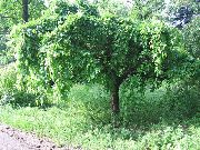grøn Plante Mulberry (Morus) foto