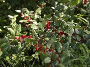 Silfur Buffalo Berry, Foamberry Soapberry, Soopalollie, Canadian Buffaloberry grænt Planta