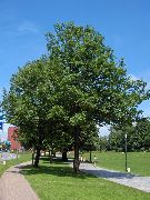 zelena Rastlina Drevo Pepela (Fraxinus) fotografija