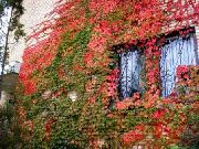 红 卉 波士顿常春藤，维吉尼亚爬山虎，伍德拜恩 (Parthenocissus) 照片