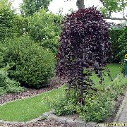 Береза Betula pendula 'Purpurea' 