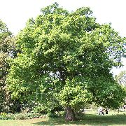 Дуб  Quercus 