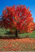 Дуб  Quercus rubra - Дуб красный . Осенняя окраска листвы.