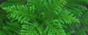 koyu yeşil Bitki  (Araucaria heterophylla) fotoğraf