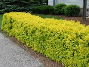 geltonas augalas Privet, Privet Aukso (Ligustrum) nuotrauka
