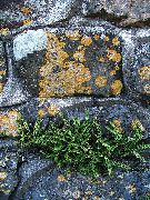 绿 卉 生锈的背蕨，生锈的背蕨，鳞屑Spleenwort (Ceterach) 照片