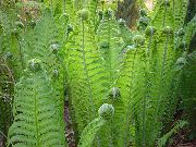 žalias augalas Jonpapartis, Sodo Papartis, Banga Šertvūnai (Matteuccia, Pteris nodulosa) nuotrauka