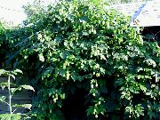 zelená Rastlina Poskok (Humulus lupulus) fotografie