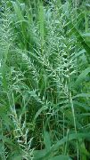 groen Plant Bottlebrush Gras (Hystrix patula) foto