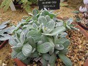 sølvfarvede  Helichrysum, Karry Plante, Immortelle  foto