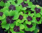 flerfarget Anlegg Wood Sorrel, Pinse Blomst, Grønn Snobb, Tornerose (Oxalis) bilde