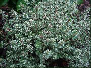 viacfarebný Rastlina Citrón Tymián (Thymus-citriodorus) fotografie