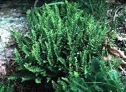 zielony Roślina Rozrzutka (Woodsia) zdjęcie