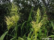 jasno-zielony Roślina Tsitsaniya Wody (Dziki Ryż) (Zizania aquatica) zdjęcie