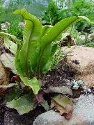 vihreä Kasvi Hart Kielen Saniainen (Phyllitis scolopendrium) kuva
