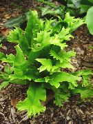 verde Planta Língua Samambaia De Hart (Phyllitis scolopendrium) foto