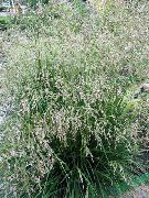 šviesiai žalia augalas Kuoduotųjų Hairgrass, Aukso Hairgrass, Plaukų Žolė, Pufas Žolė, Kupstas Žolės (Deschampsia) nuotrauka