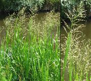grænt Planta Röndóttur Manna Gras, Reed Manna Gras (Glyceria) mynd