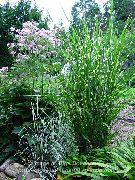 jaspeado Planta Eulalia, Hierba Doncella, Cebra Hierba, Silvergrass Chino (Miscanthus sinensis) foto
