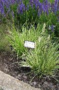 roheline Taim Lilla Moor Grass (Molinia caerulea) foto
