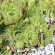 šviesiai žalia augalas Houseleek (Sempervivum) nuotrauka