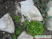 verde Planta Houseleek (Sempervivum) foto