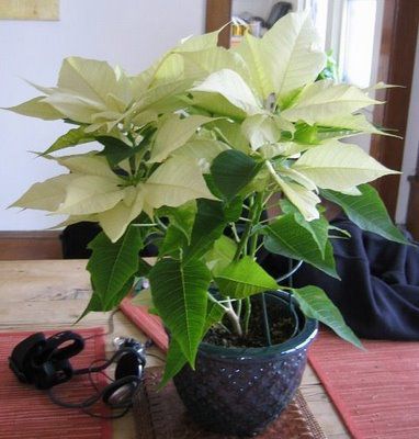 Planta Poinsettia, Noche Buena, , Flor De Navidad (Euphorbia pulcherrima)  foto, características y siembra, cuidado y creciente. Color de la Planta:  jaspeado, blanco, rojo