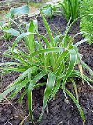 grün Pflanze Hainsimse (Luzula) foto