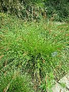 zaļš Augs Grīslis (Carex) foto