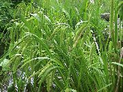 žalias augalas Viksva (Carex) nuotrauka